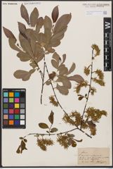 Salix aurita L. x Salix silesiaca Willd.